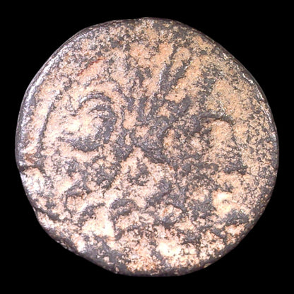 Varus, Governor of Syria | Ancient Antioch Bronze Coin | 6–5 BC - Kinzer Coins